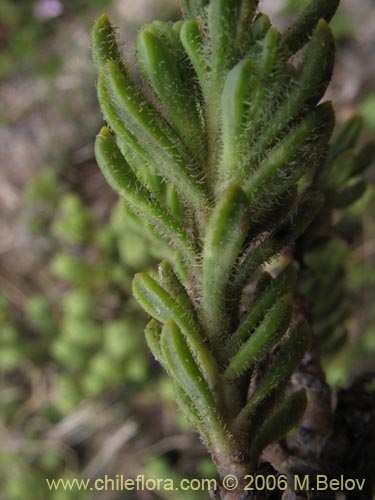 Imágen de Planta no identificada sp. #3019 (). Haga un clic para aumentar parte de imágen.