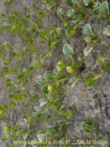 Bild von Caltha sagittata (Maillico). Klicken Sie, um den Ausschnitt zu vergrössern.