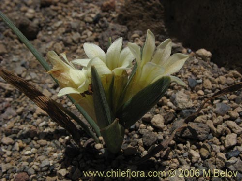 Imágen de Olsynium frigidum (chamelo). Haga un clic para aumentar parte de imágen.