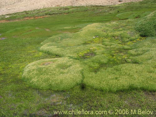 Image of Patosia clandestina (). Click to enlarge parts of image.