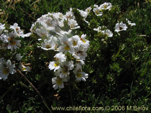 Фотография Euphrasia subexserta (Eufrasia blanca). Щелкните, чтобы увеличить вырез.