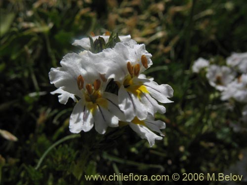 Image of Euphrasia subexserta (Eufrasia blanca). Click to enlarge parts of image.