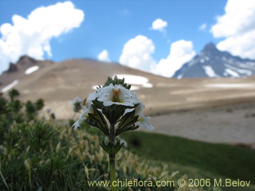 Image of Euphrasia subexserta (Eufrasia blanca). Click to enlarge parts of image.