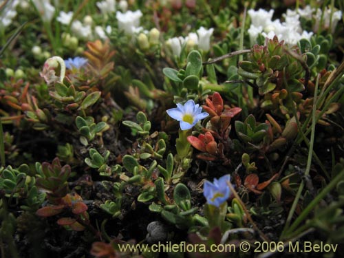 Image of Gentiana prostrata (Genciana mínima). Click to enlarge parts of image.