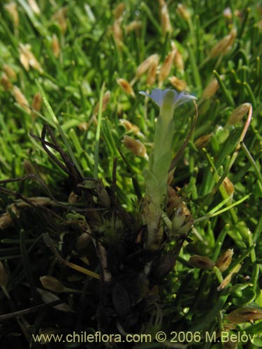 Image of Gentiana prostrata (Genciana mínima). Click to enlarge parts of image.