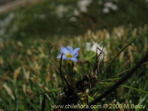 Фотография Gentiana prostrata (Genciana mínima). Щелкните, чтобы увеличить вырез.