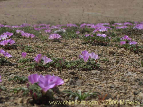 Oxalis adenophylla的照片