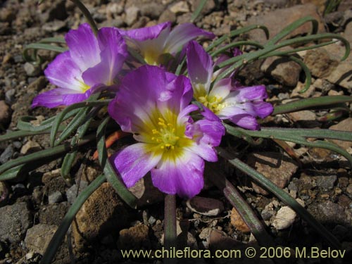 Imágen de Calandrina colchagüensis (Quiaca). Haga un clic para aumentar parte de imágen.