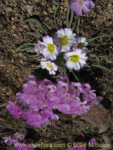 Image of Oxalis adenophylla (Culle). Click to enlarge parts of image.