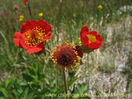 Imágen de Geum magellanicum (Hierba del clavo). Haga un clic para aumentar parte de imágen.