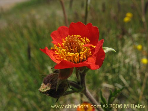 Image of Geum magellanicum (Hierba del clavo). Click to enlarge parts of image.