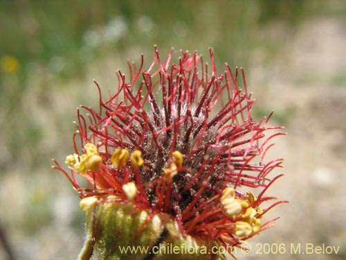 Imágen de Geum magellanicum (Hierba del clavo). Haga un clic para aumentar parte de imágen.