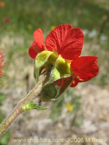 Фотография Geum magellanicum (Hierba del clavo). Щелкните, чтобы увеличить вырез.