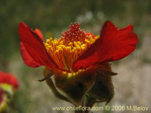 Фотография Geum magellanicum (Hierba del clavo). Щелкните, чтобы увеличить вырез.