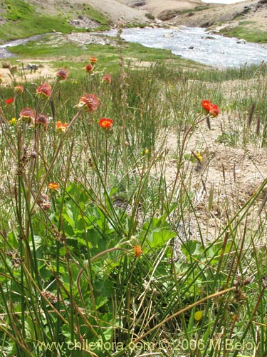 Фотография Geum magellanicum (Hierba del clavo). Щелкните, чтобы увеличить вырез.