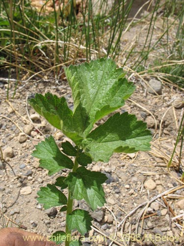 Image of Geum magellanicum (Hierba del clavo). Click to enlarge parts of image.