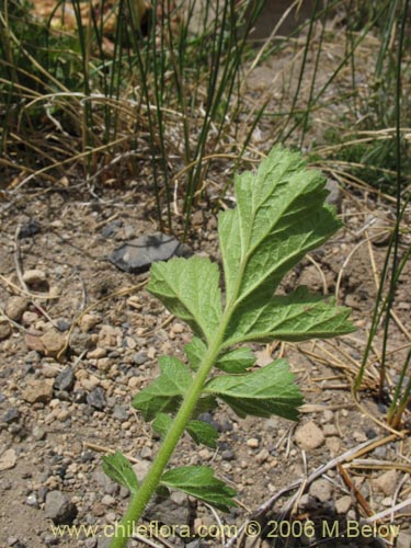 Фотография Geum magellanicum (Hierba del clavo). Щелкните, чтобы увеличить вырез.