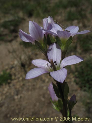 Gentianella magellanicaの写真