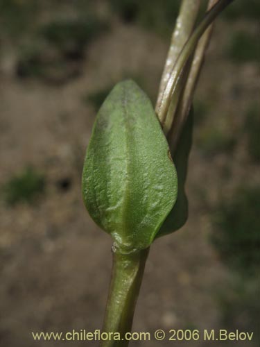 Imágen de Gentianella magellanica (). Haga un clic para aumentar parte de imágen.