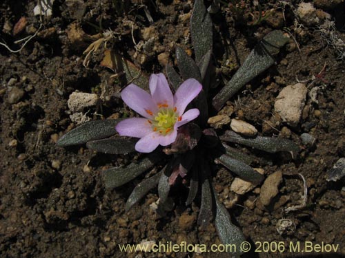 Imágen de Calandrinia colchaguensis (). Haga un clic para aumentar parte de imágen.