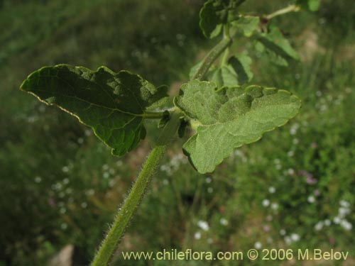 Image of Stachys sp.   #1558 (). Click to enlarge parts of image.