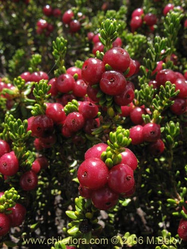 Imgen de Empetrum rubrum (Brecillo / Murtilla de Magallanes / Uvilla). Haga un clic para aumentar parte de imgen.