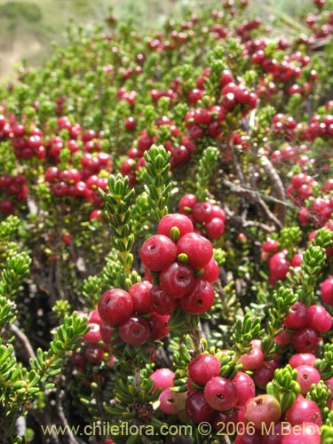 Imágen de Empetrum rubrum (Brecillo / Murtilla de Magallanes / Uvilla). Haga un clic para aumentar parte de imágen.