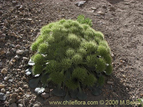 Imágen de Nastanthus spathulatus (Nastanto). Haga un clic para aumentar parte de imágen.