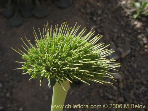 Bild von Nastanthus spathulatus (Nastanto). Klicken Sie, um den Ausschnitt zu vergrössern.