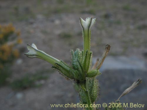 Imágen de Nicotiana corymbosa (Tabaquillo / Tabaco / Monte amargo). Haga un clic para aumentar parte de imágen.