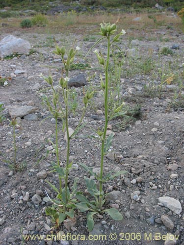 Image of Nicotiana corymbosa (Tabaquillo / Tabaco / Monte amargo). Click to enlarge parts of image.