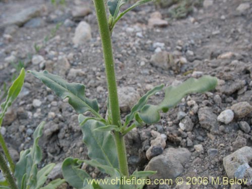 Nicotiana corymbosaの写真