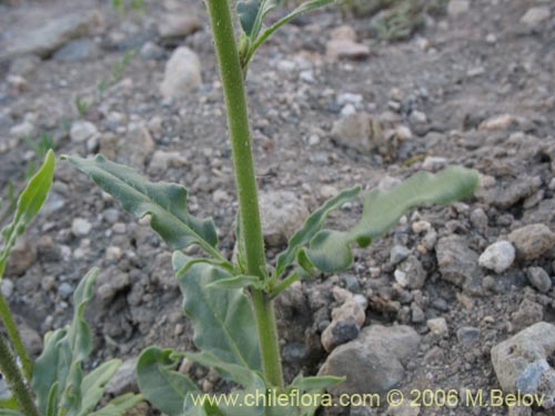 Image of Nicotiana corymbosa (Tabaquillo / Tabaco / Monte amargo). Click to enlarge parts of image.