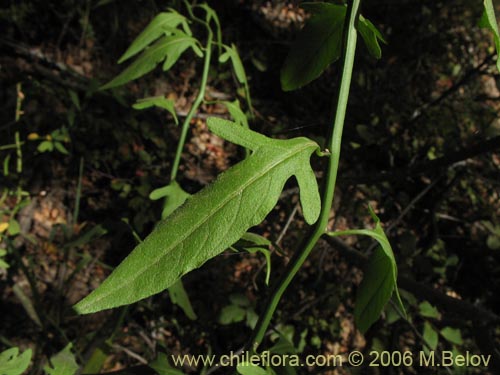 Image of Solanum valdiviense (Huévil / Llaguecillo). Click to enlarge parts of image.