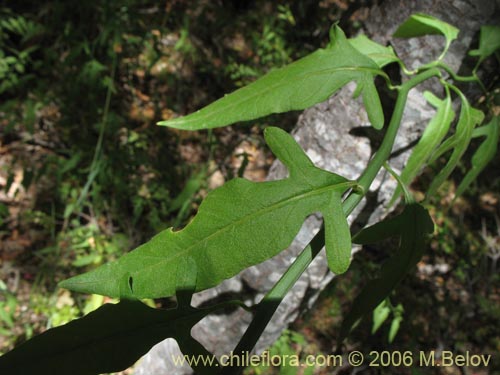Image of Solanum valdiviense (Huévil / Llaguecillo). Click to enlarge parts of image.