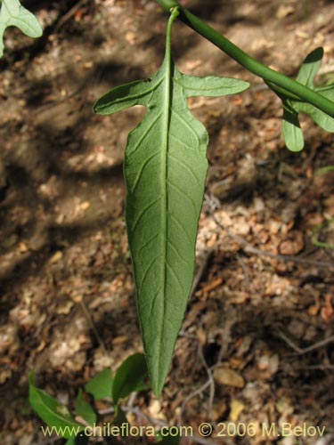 Imágen de Solanum valdiviense (Huévil / Llaguecillo). Haga un clic para aumentar parte de imágen.