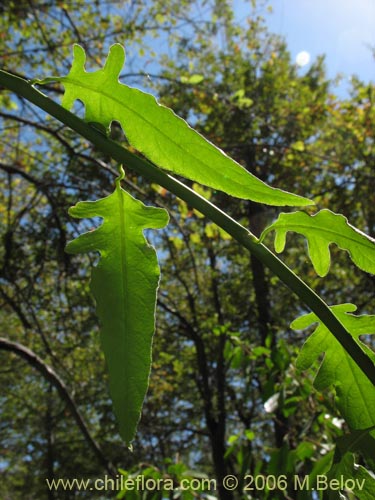 Imágen de Solanum valdiviense (Huévil / Llaguecillo). Haga un clic para aumentar parte de imágen.