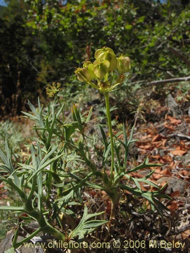 Фотография Mulinum spinosum (Hierba negra / Palo negro / Hierba de la culebra). Щелкните, чтобы увеличить вырез.