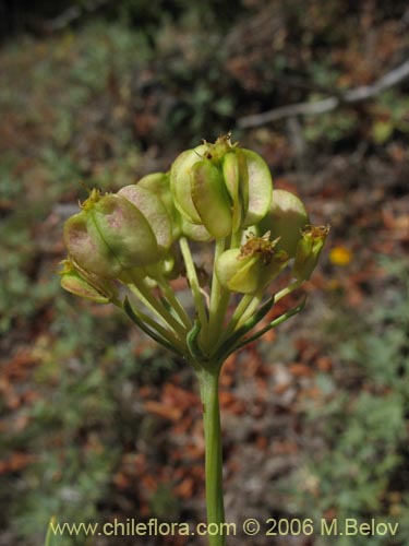 Bild von Mulinum spinosum (Hierba negra / Palo negro / Hierba de la culebra). Klicken Sie, um den Ausschnitt zu vergrössern.