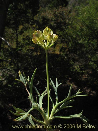 Image of Mulinum spinosum (Hierba negra / Palo negro / Hierba de la culebra). Click to enlarge parts of image.