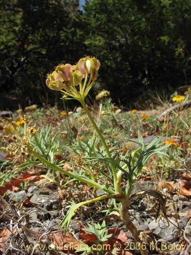 Image of Mulinum spinosum (Hierba negra / Palo negro / Hierba de la culebra). Click to enlarge parts of image.