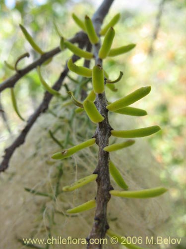 Misodendrum linearifolium var. linearifoliumの写真