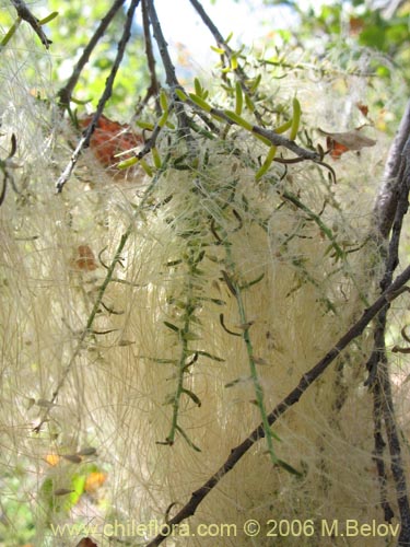 Bild von Misodendrum linearifolium var. linearifolium (). Klicken Sie, um den Ausschnitt zu vergrössern.