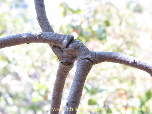 Bild von Misodendrum linearifolium var. linearifolium (). Klicken Sie, um den Ausschnitt zu vergrössern.