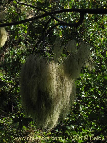 Bild von Misodendrum linearifolium var. linearifolium (). Klicken Sie, um den Ausschnitt zu vergrössern.