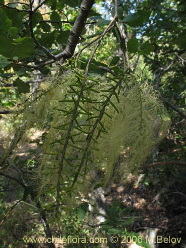 Bild von Misodendrum linearifolium var. linearifolium (). Klicken Sie, um den Ausschnitt zu vergrössern.