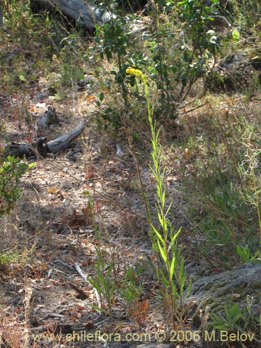 Imágen de Solidago chilensis (Fulel). Haga un clic para aumentar parte de imágen.