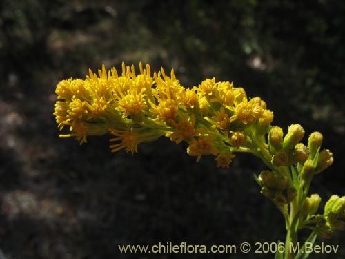 Фотография Solidago chilensis (Fulel). Щелкните, чтобы увеличить вырез.