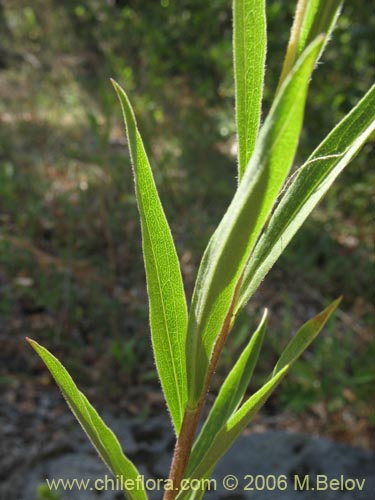 Фотография Solidago chilensis (Fulel). Щелкните, чтобы увеличить вырез.