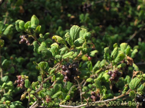 Bild von Ribes gayanum (Parilla / Zarzaparilla / Uvilla). Klicken Sie, um den Ausschnitt zu vergrössern.